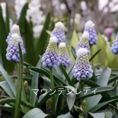 2026年最新】ムスカ マウンテンレディの人気アイテム - メルカリ