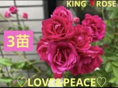 薔薇苗　3苗セット！！❤️キングローズ　　①のサムネイル