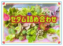 セダム ◆詰め合わせ