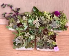 D多品種　カラフル　育て方メモ　多肉植物　紅葉が綺麗❤️5つセット