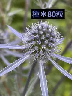 エリンジウム　ブルーグリッター　種　80粒