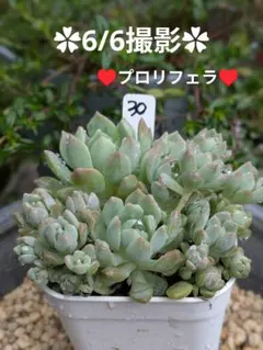 プロリフェラ 抜き苗 A - メルカリ