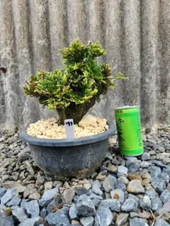 岩松 イワヒバ 樹齢約30年 以上 司牡丹 風格ある古中株の逸品！ - メルカリ