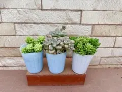 多肉植物・セダムセット①