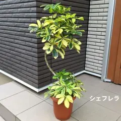 現品］14番 シェフレラグランディ 曲がり 8号 観葉植物 斑入り 室内