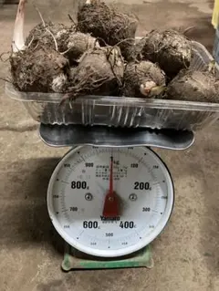 里芋　サトイモ　たわら（俵）芋　種芋　10キロ　8000円　送料無料　希少品種 里芋 サトイモ たわら（俵）芋 種芋 10キロ 8000円 送料無料 希少品種