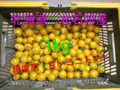 新鮮　北海道北石狩産　スイートミディイエロー　1kgのサムネイル