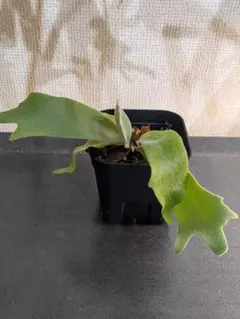 2025年最新】cotton cloud ビカクシダの人気アイテム - メルカリ