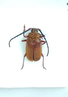 2026年最新】昆虫標本の人気アイテム - メルカリ
