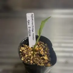 Aglaonema pictum tricolor type EUREKAのサムネイル