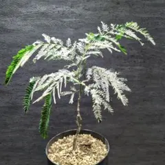 極上 エバーフレッシュ 斑入り 観葉植物 ネムノキ ネムの木 - メルカリ