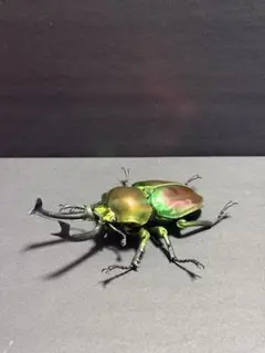 いきもの大図鑑 アドバンス