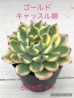 韓国直送 ❁厳選♡レア苗❁ レッドチョコボール エケベリア 多肉植物
