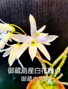 【超メルカリ市便乗サービス商品】富貴蘭　花観月+チビ金閣（オマケ） 山野草・富貴蘭・長生蘭（セッコク・おてもやん縞葉） - メルカリ