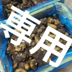 ★ましゅまろ様専用★　やまと芋　新物　10kg　デコボコ　大小混合　一斗缶付