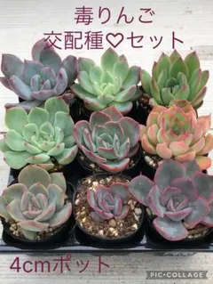 多肉植物 毒りんご♡交配種セットのサムネイル