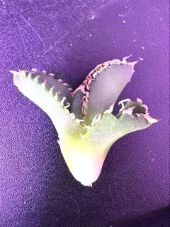 アガベ ivory w.a. 有名趣味家さん孫株 ivory waのサムネイル