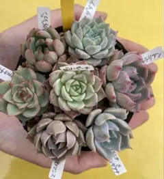 001多肉植物 エケベリア7苗セットのサムネイル