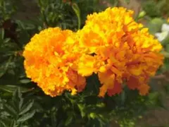 かおりん様 リクエスト 3点 まとめ商品