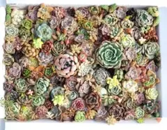 エケベリア 50個以上！カラフル寄せ植えセット