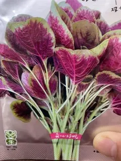 红苋菜种子 苋菜種　ヒユナ野菜種　1、5gランター栽培OK 約200粒前後のサムネイル