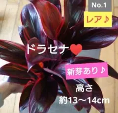 hinanami様 リクエスト 2点 まとめ商品