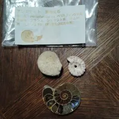 15mm】グンタイアリ 標本 パラポネラ ソルジャーアントEciton - メルカリ