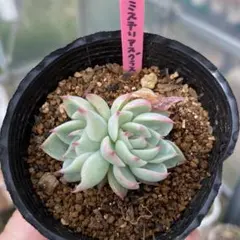 チョコ肉様 リクエスト 2点 まとめ商品