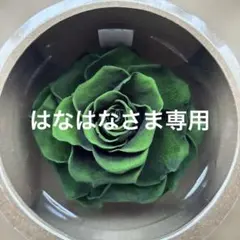 AMOROSA リンダ ペルシアングリーン超大輪 023⭐︎新品未使用品のサムネイル