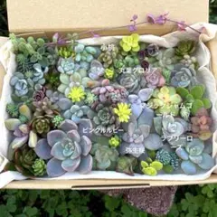 多肉植物　カット苗　詰め合わせ⑦