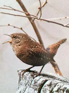 ミソサザイの羽 ブローチ バードカービング