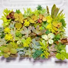 多肉植物　セダム　お試し盛り合わせセット【育成説明書付】