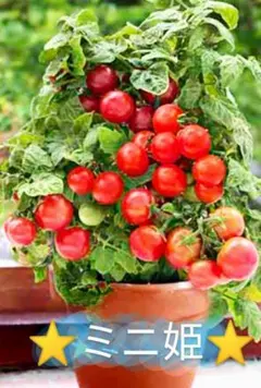 ⭐ミニ姫（矮性ミニトマト）タネ⭐選べるオマケつき！⭐育て方付き⭐️