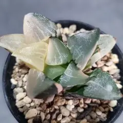 2026年最新】ハオルチア コレクタ錦の人気アイテム - メルカリ