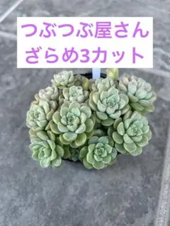 2026年最新】つぶつぶ屋の人気アイテム - メルカリ