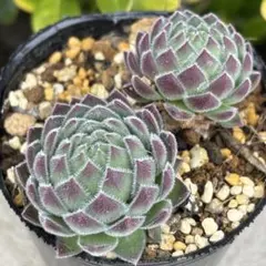 2026年最新】センペル ビウムの人気アイテム - メルカリ