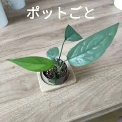 ピナツム　セブブルー　ポットごとのサムネイル