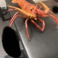 リアルオレンジフィギュア 約30cm