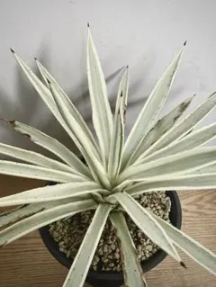 2025年最新】ミルキーホワイト アガベの人気アイテム - メルカリ