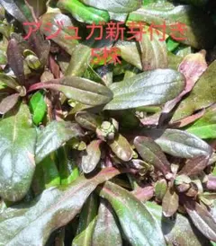 くーちゃん2号店様 リクエスト 3点 まとめ商品