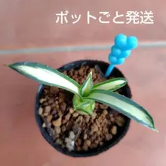 アガベ　アメリカーナ華厳