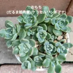 つぶつぶ屋さん おもち(だるま姫秀麗×ケッセルリンギアナ) 抜き苗 鉢の中全てのサムネイル