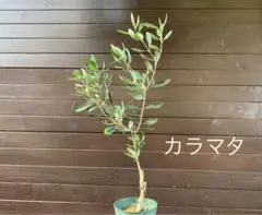2025年最新】オリーブ苗木 カラマタの人気アイテム - メルカリ