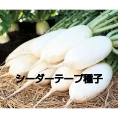 メル様 リクエスト 6点 まとめ商品