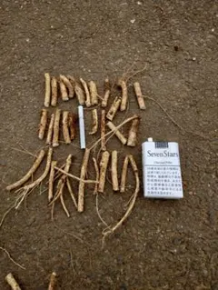 2026年最新】山わさび 苗の人気アイテム - メルカリ