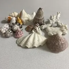 国産 貝殻  珊瑚 沢山セット 2025年最新】珊瑚 貝殻の人気アイテム - メルカリ