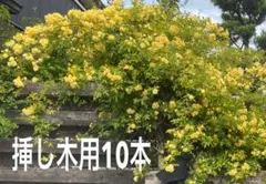 ⭐️専用⭐️★毎年好評★ 黄モッコウバラ 八重 挿し木用 10本 カット済み‼️