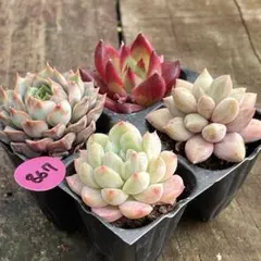 SALE❗️832多肉植物 エケベリア 抜き苗 寄せ植え 人気4種セット
