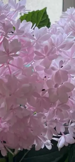 アジサイ 超美しい限定品種 新品種 桜のころ希少紫陽花 大苗 c - メルカリ