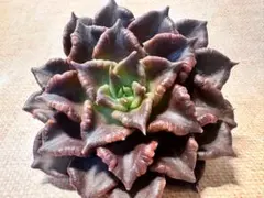 ミ*マ様 F3111新入荷　ブラックマディバ　多肉植物　エケベリア　撮影2月14